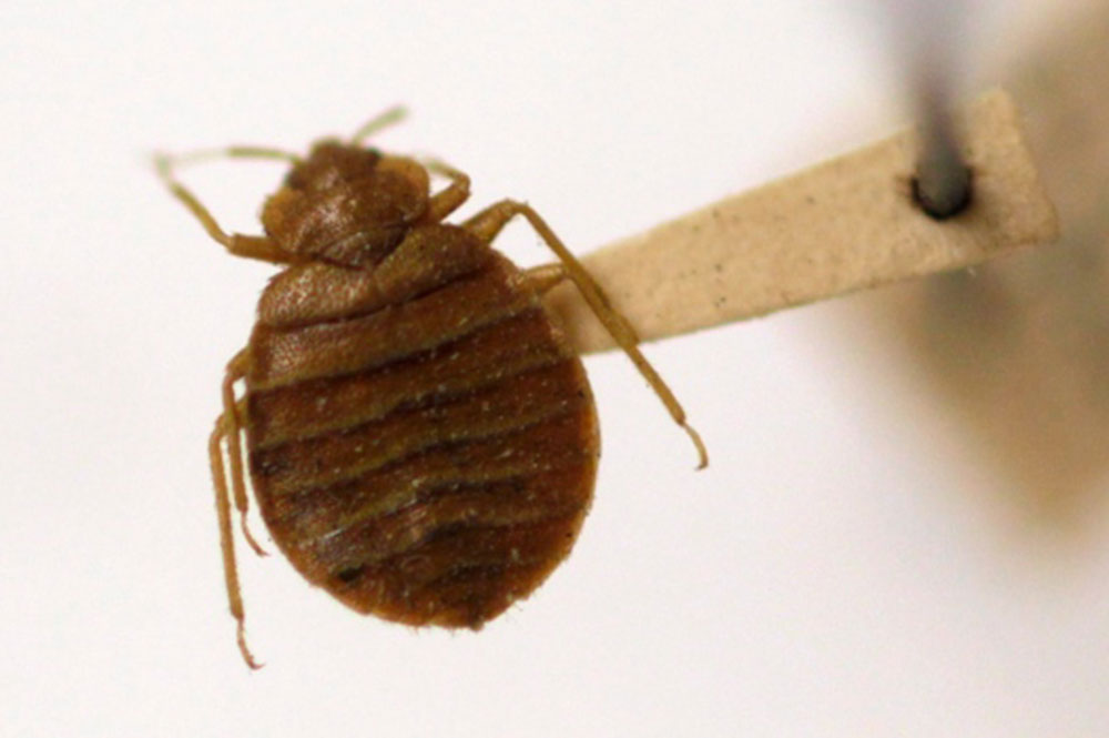 Ibis Projects/ Durban Pest Control Services | News/ Blog - Bed Bugs | Canadian News: 'Boy, they itch like crazy': Bedbugs bother Whitehorse visitors and residents